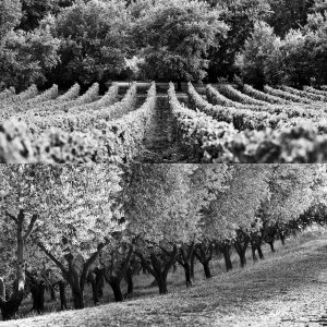 Collage az. Ciucci_4