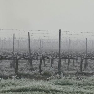 PHOTO-2022-01-19-13-35-12
